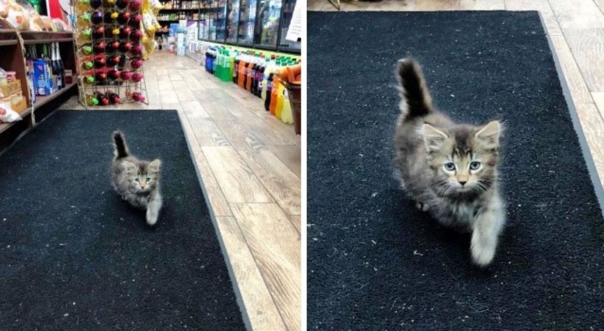2 photos of a small fluffy grey kitten running on a black carpet in a store
