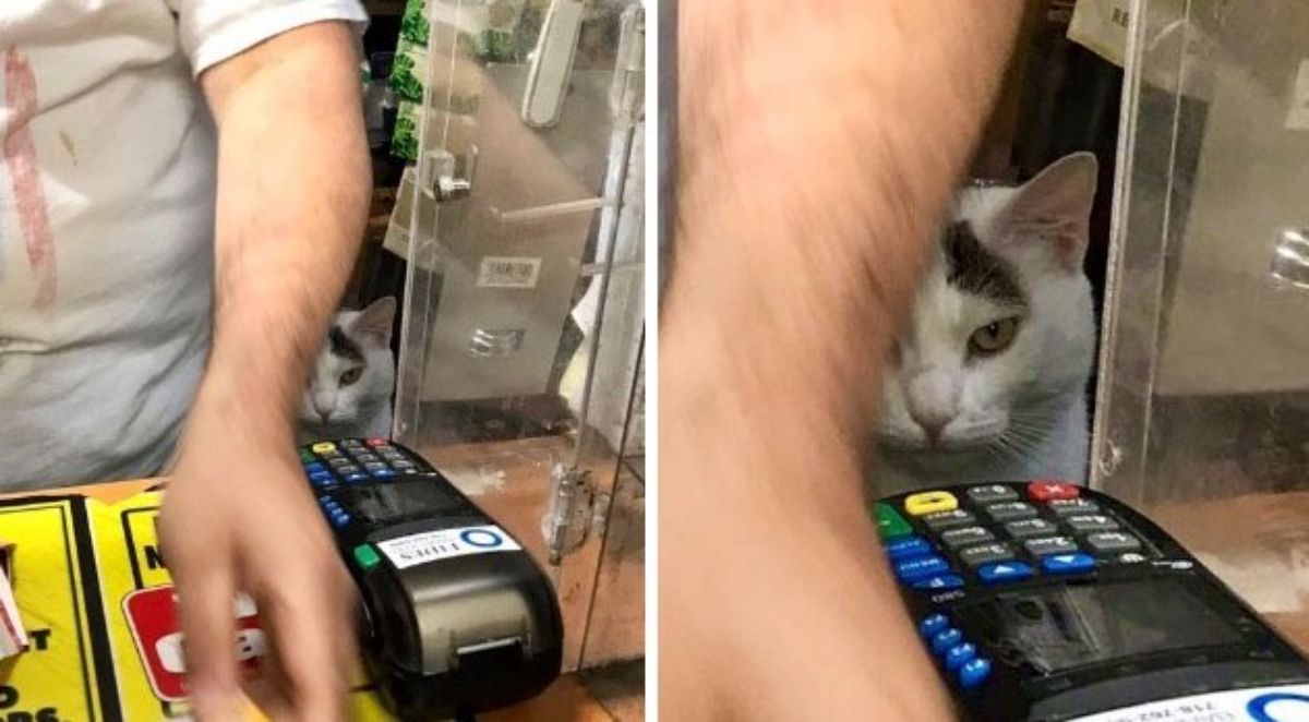 2 photos of a white and black cat looking out from under a cashier's arm