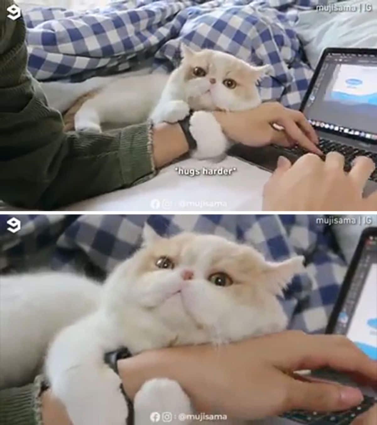 2 photos of a white and orange persian cat hugging the hand of someone working on a laptop
