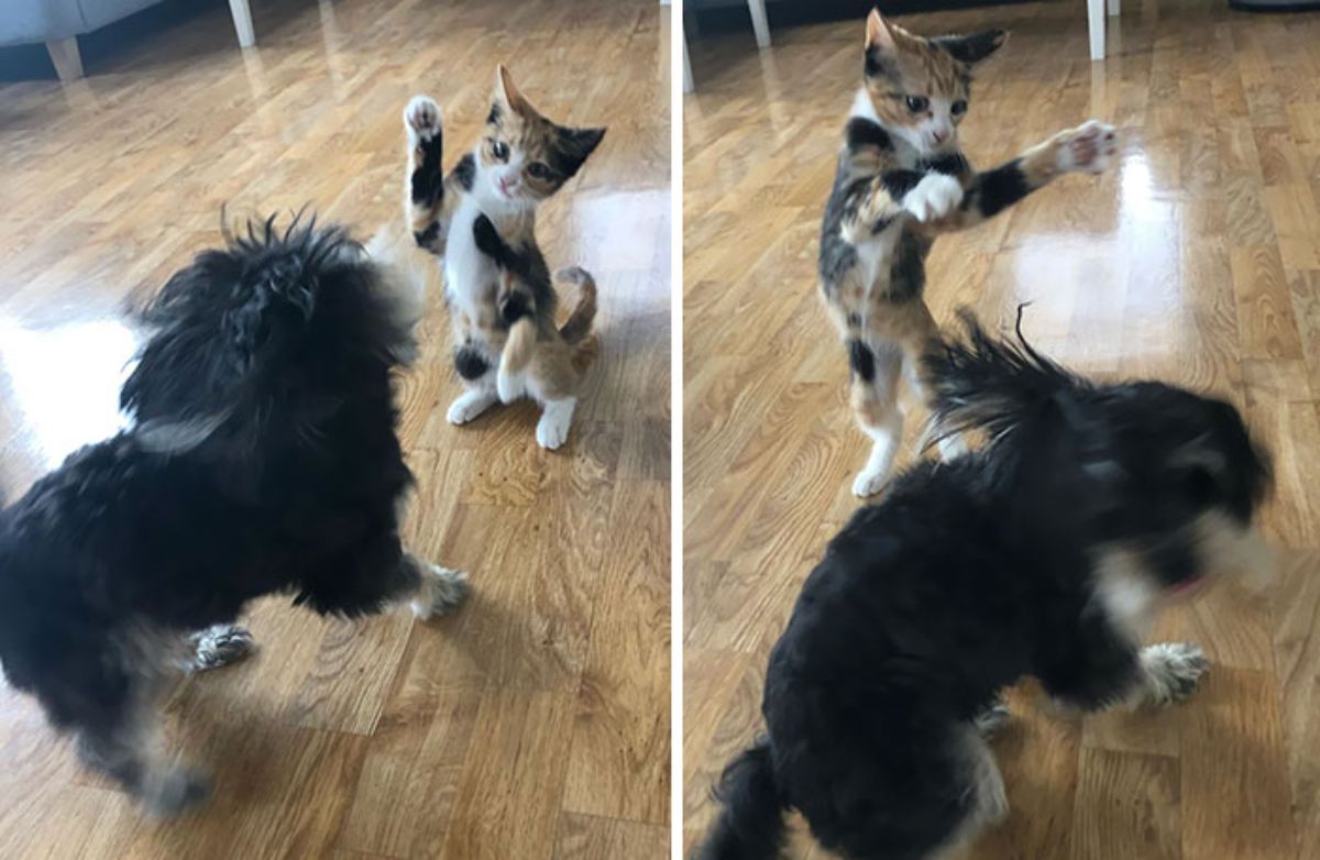 2 photos of a white black and orange kitten jumping at a fluffy black dog who is running away