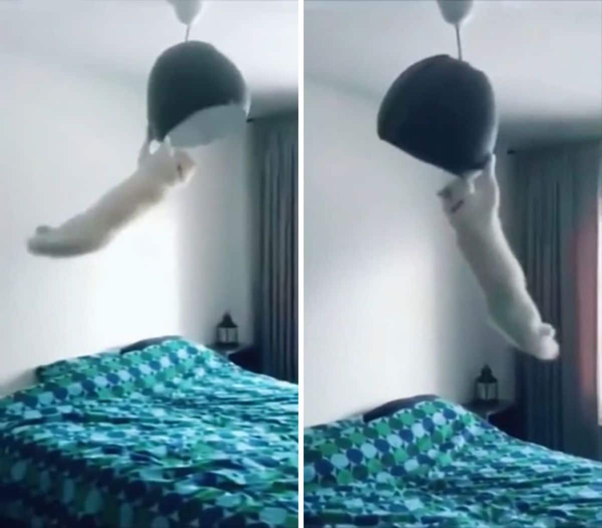 2 photos of a white cat hanging on a lampshade from a light bulb on the ceiling