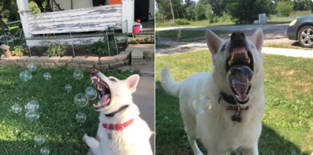 2 photos of a white dog trying to bite soap bubbles in a garden