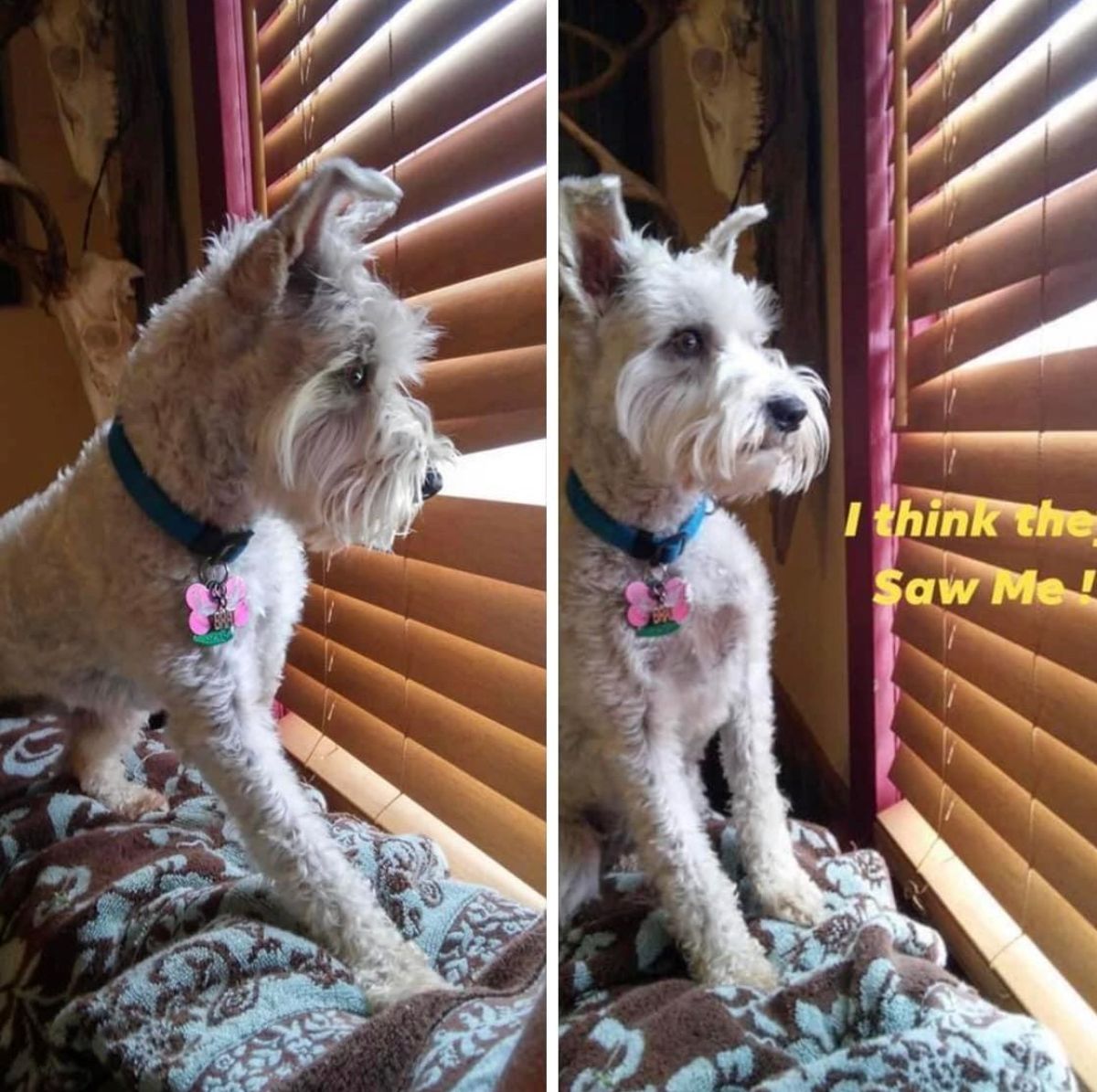2 photos of a white schnauzer sitting on a blue and brown blanket and looking out a gap in the blinds