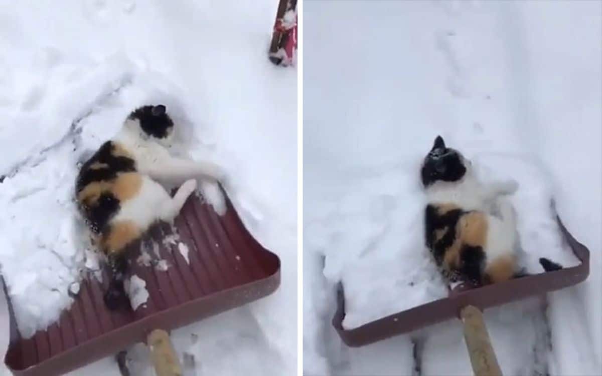 2 photos of an orange black and white cat sleeping on a snow shovel while it's being used