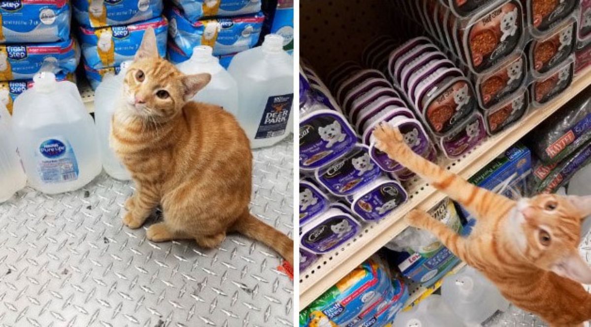 2 photos of an orange cat in store