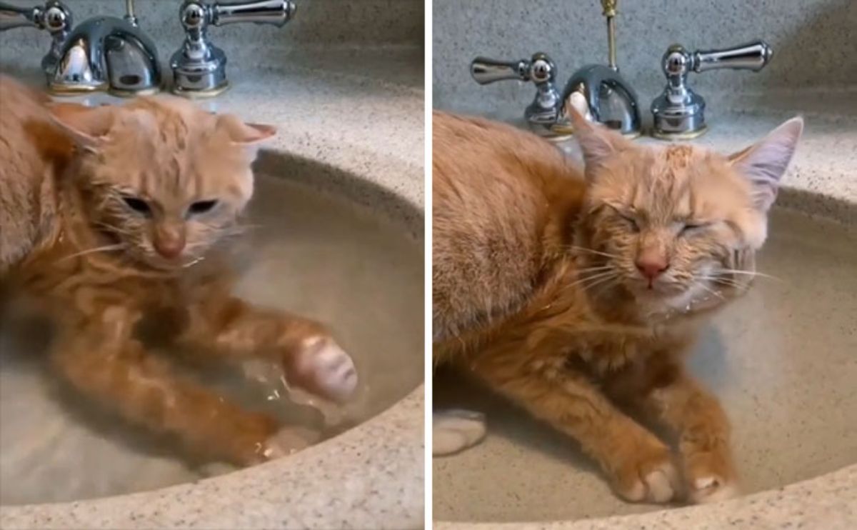 2 photos of an orange cat sitting in a wash basin filled with water