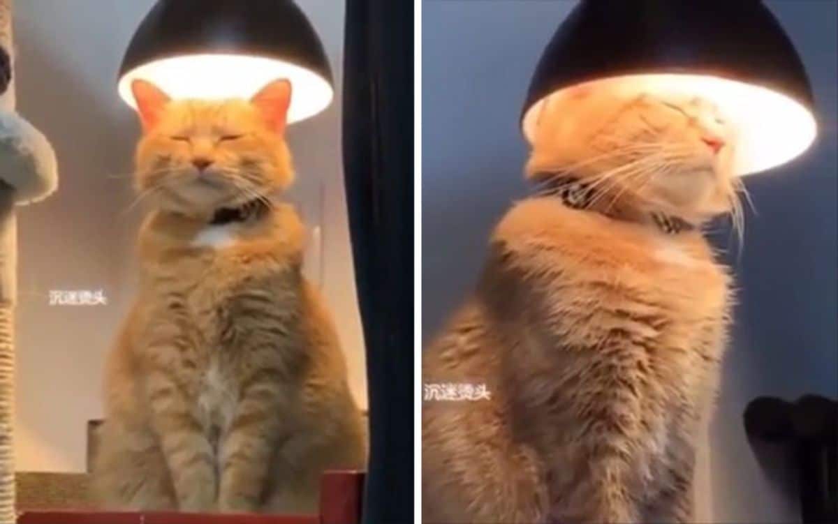 2 photos of an orange cat sitting on a table with a lit lamp over the head
