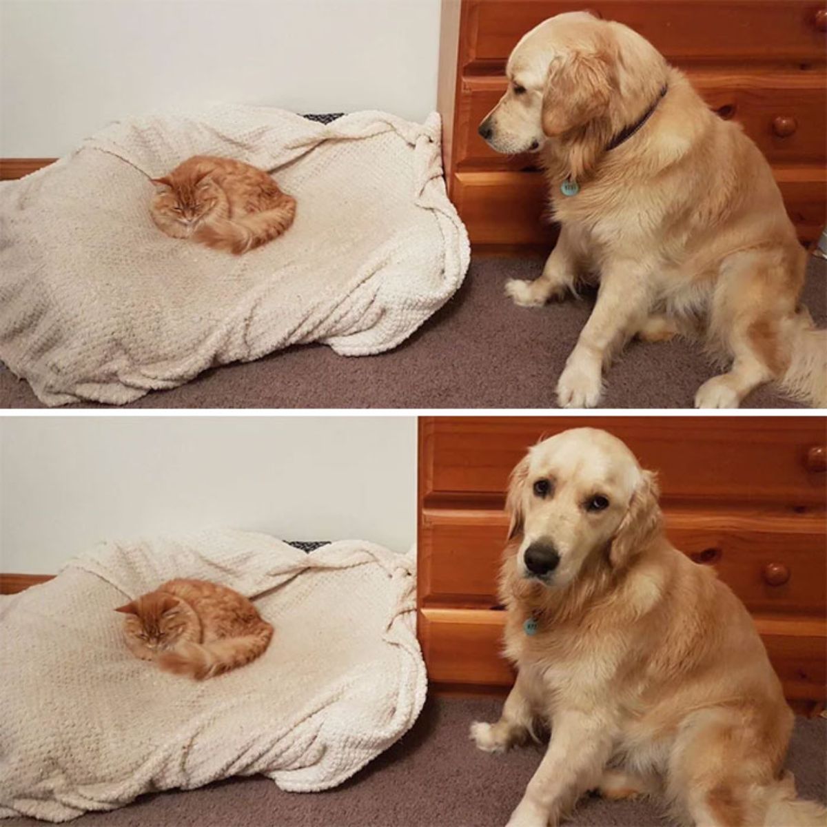 2 photos of an orange cat sleeping on a large white dog bed and a golden retriever watching and looking sad