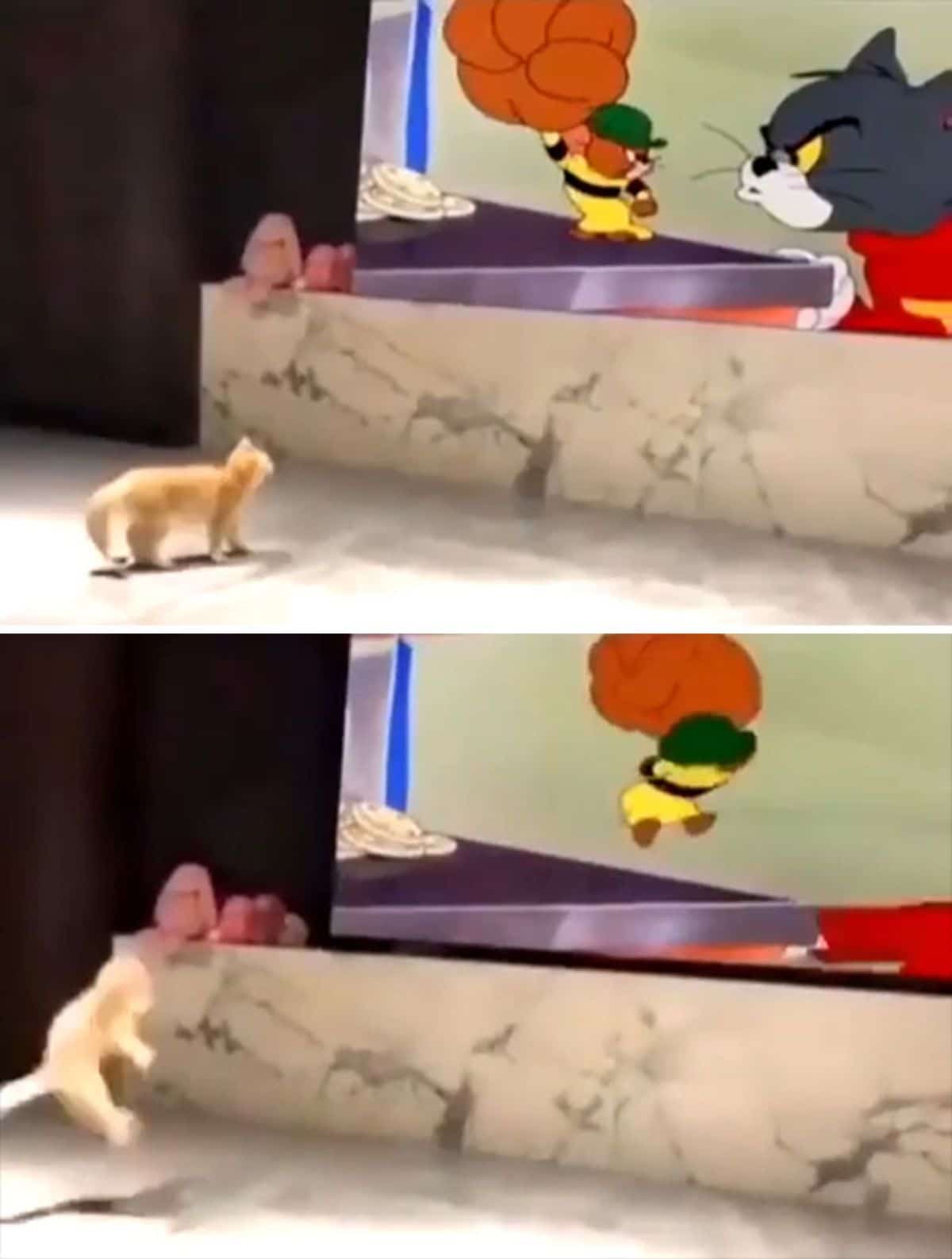 2 photos of an orange kitten watching tom and jerry and getting startled by jerry hitting tom