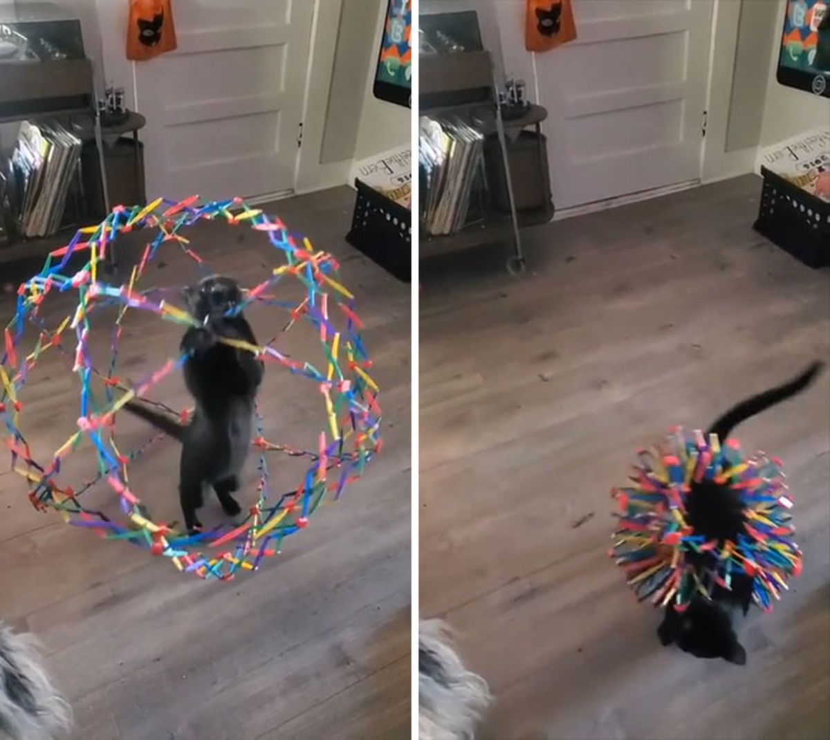 2 photos of black kitten playing with a very colourful cricle toy and then getting trapped in it