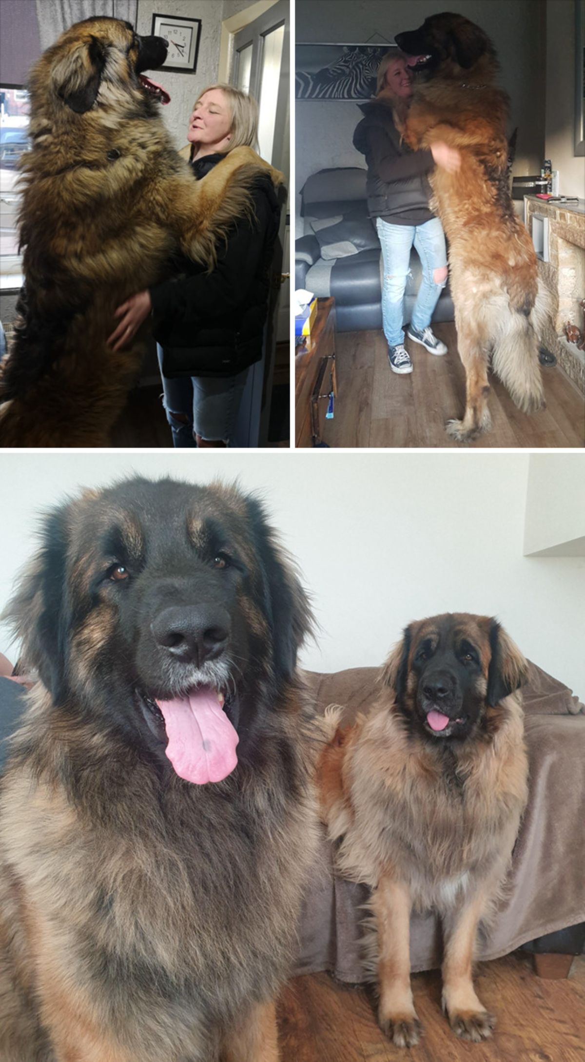2 photos of brown and black fluffy dogs with a woman and 1 photo of the 2 fluffy dogs sitting together