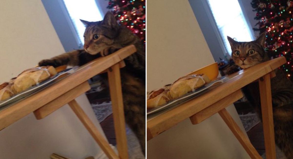 2 photos of grey tabby cat trying to steal a cinnamon roll and getting caught