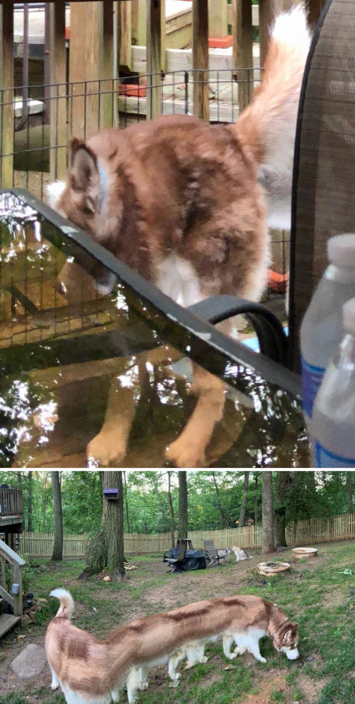 2 photos of panoramic fail of brown and white husky with a short body and a second of the dog with a long twisting body with many legs in a garden