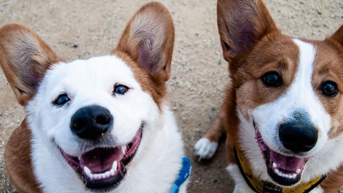 2 smiling brown and white dogs