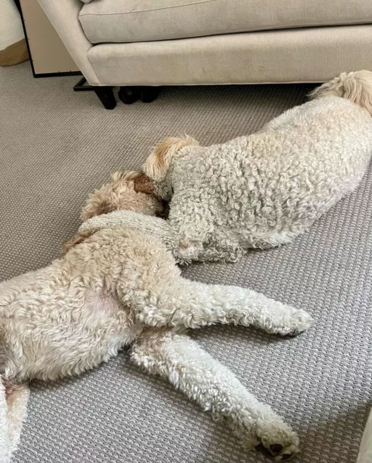 2 white poodles laying on the floor with one putting an arm over the other and the head on the other as well