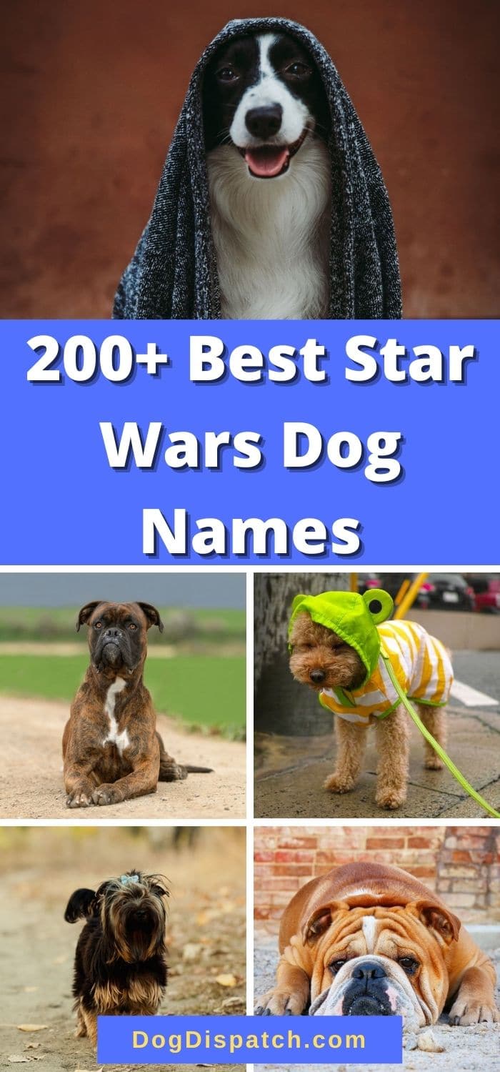 200-best-star-wars-dog-names-2022-updated-dog-dispatch