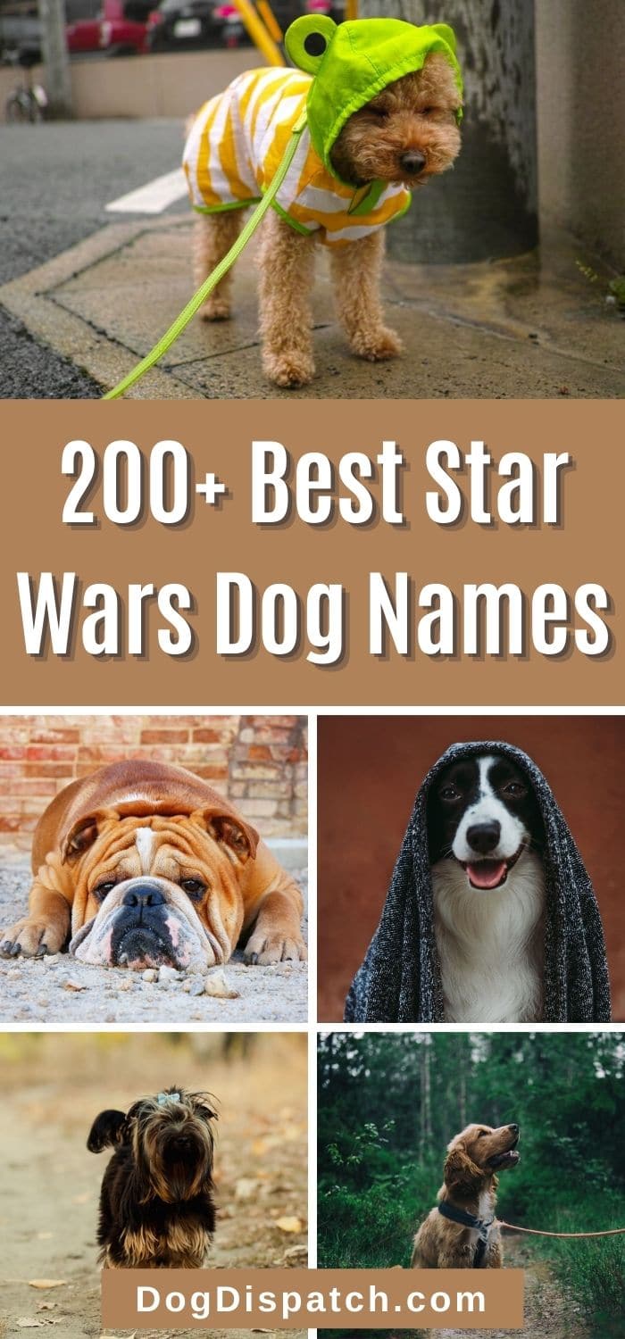 200-best-star-wars-dog-names-2022-updated-dog-dispatch