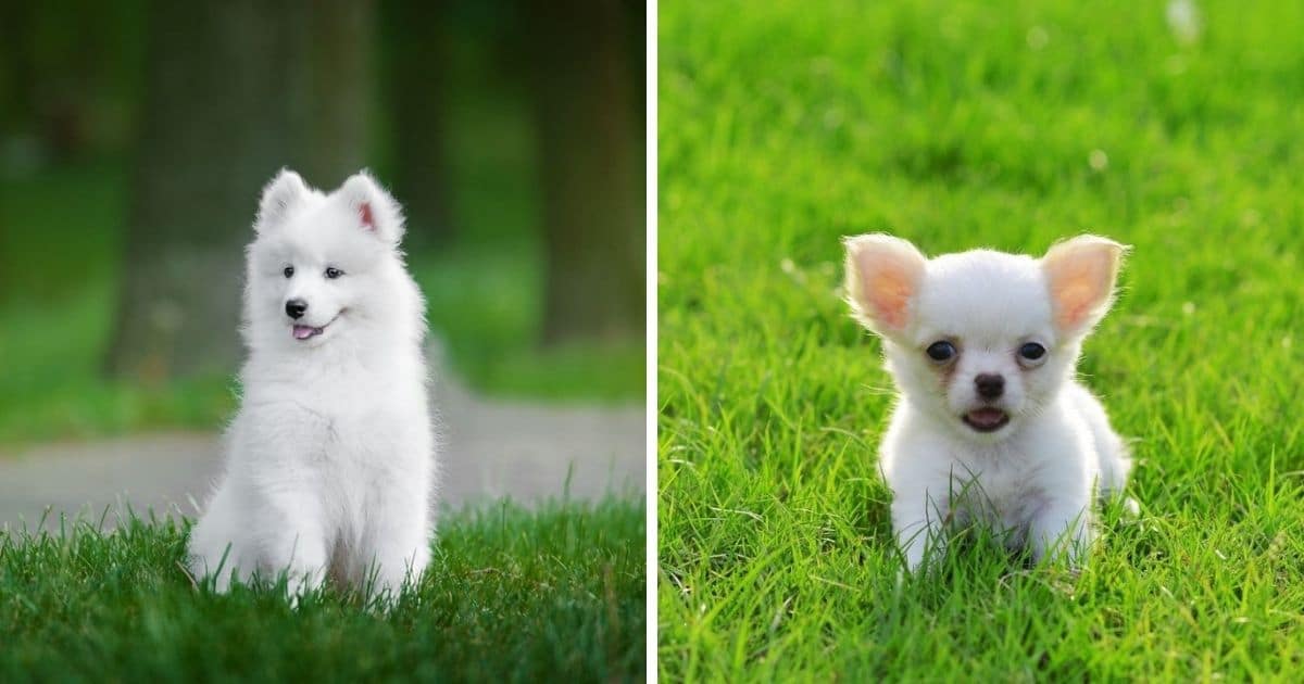 230-best-names-for-white-puppy-2022-updated-dog-dispatch