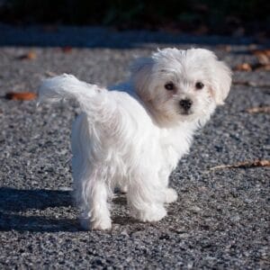 Fluffy small white puppy standing on road