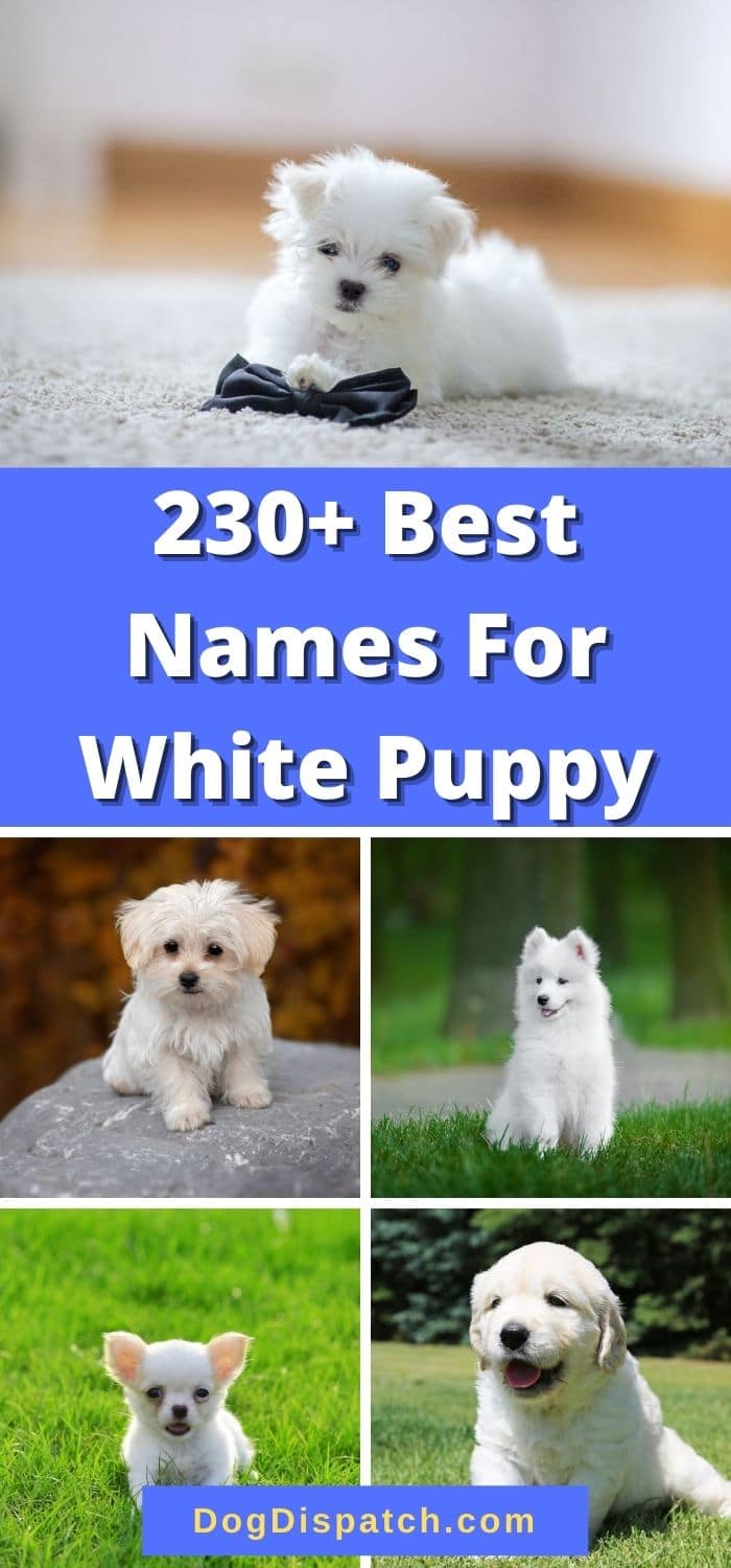 2500-absolutely-unique-white-dog-names-ideas-in-2024