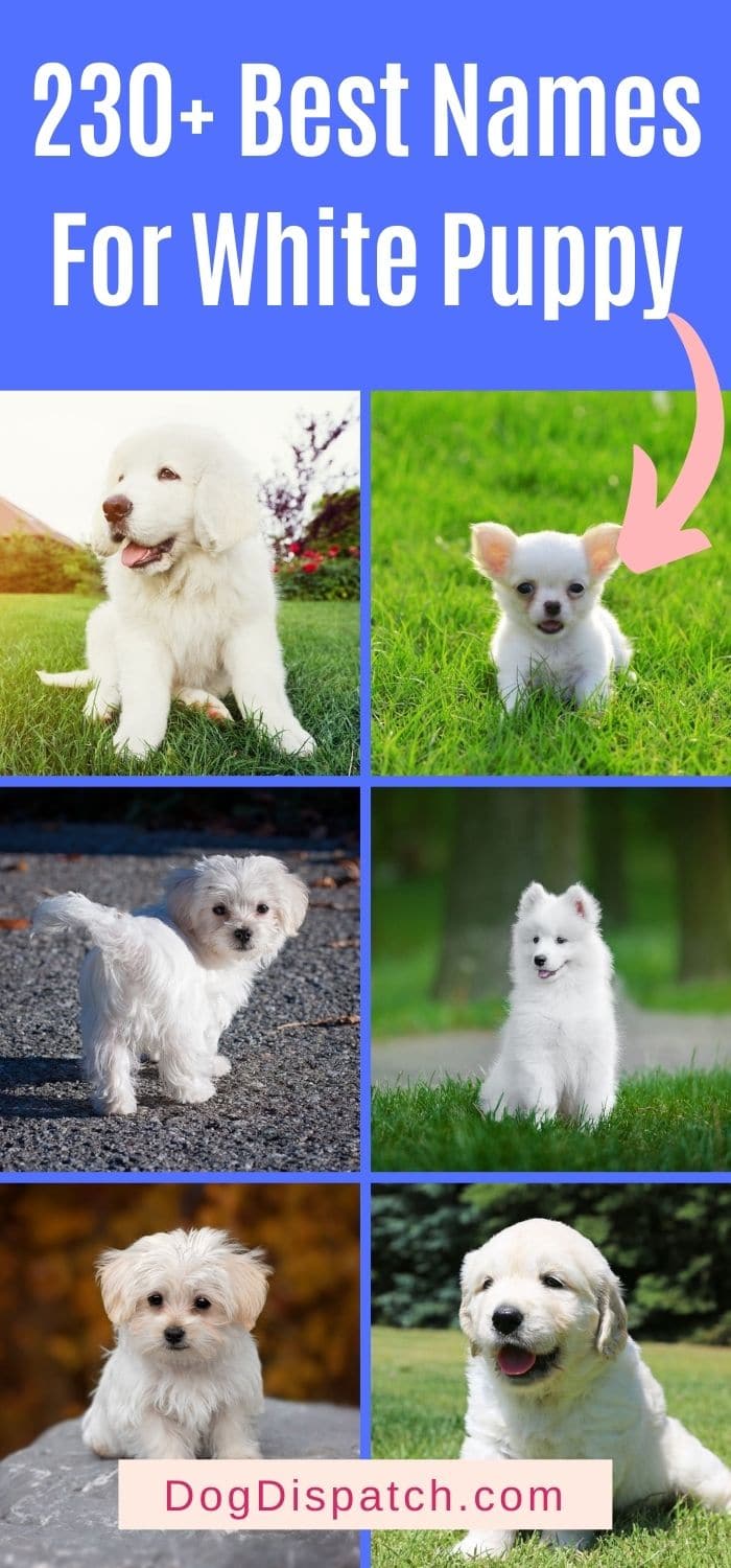 230-best-names-for-white-puppy-2022-updated-dog-dispatch