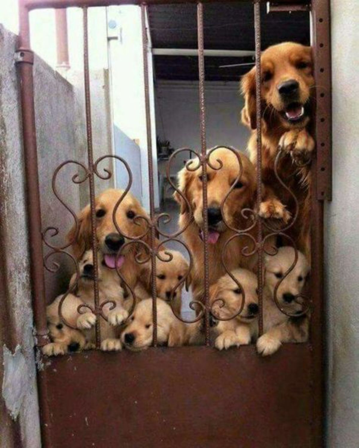 3 adult golden retrievers and a bunch of golden retriever puppies peeking through a red gate