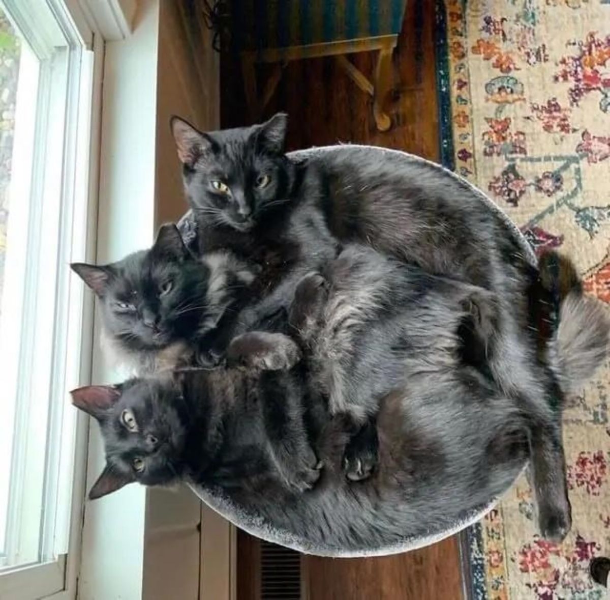 3 black cats laying in a grey cat bed together