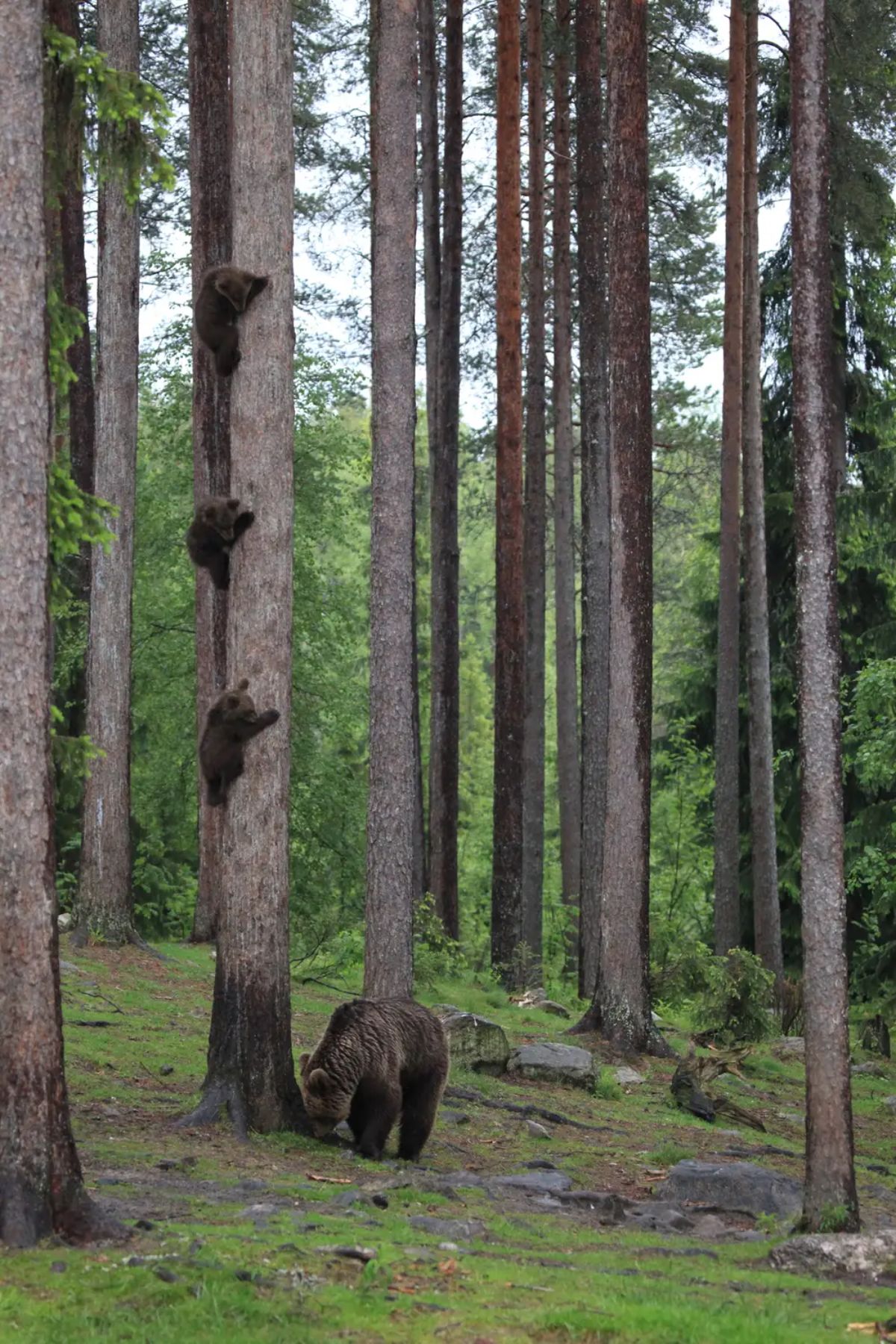 3 brown bears climbing a tall tree with the mother bear at the bottom of the tree