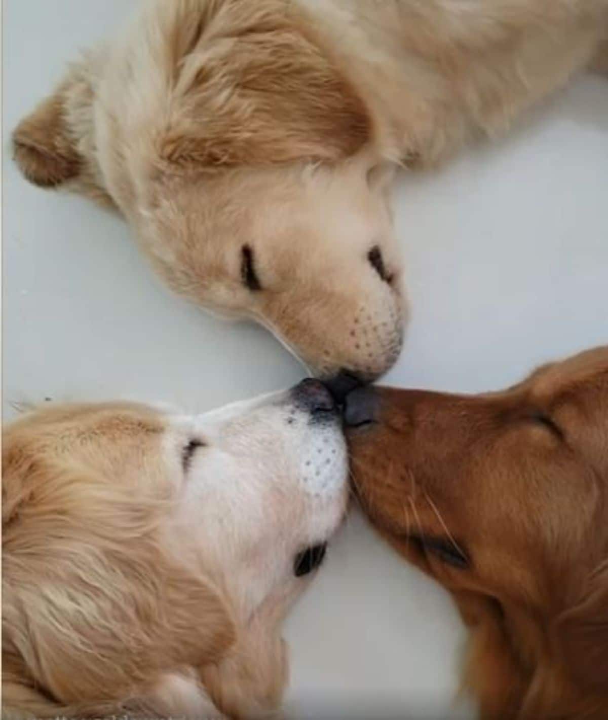 3 golden retrievers sleeping on a the floor while their noses touch