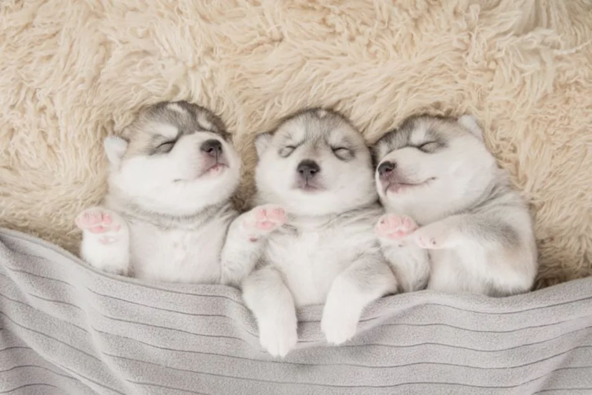 3 grey and white siberian husky puppies sleeping belly up on a fluffy beige blanket and under a grey blanket