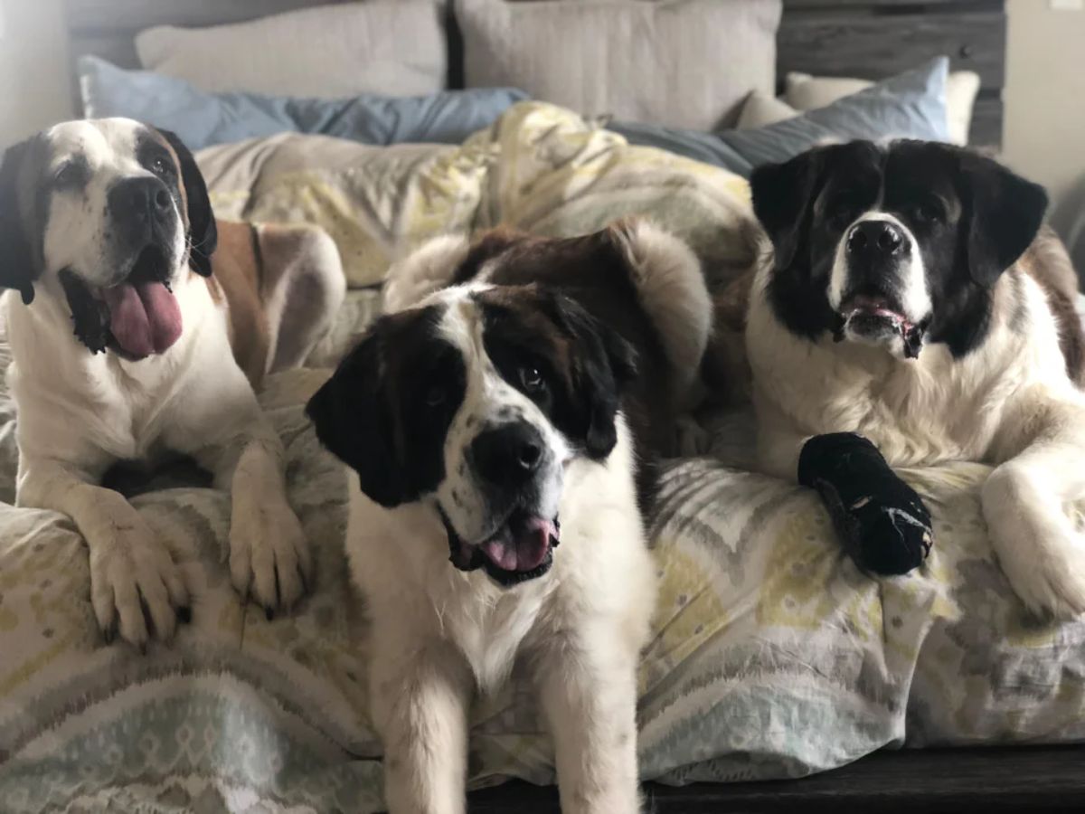 3 large black and white st bernad dogs laying on a king size bed