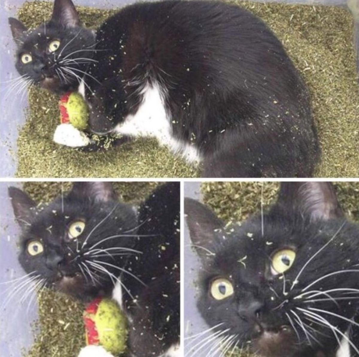 3 photos of a black and white cat laying on catnip