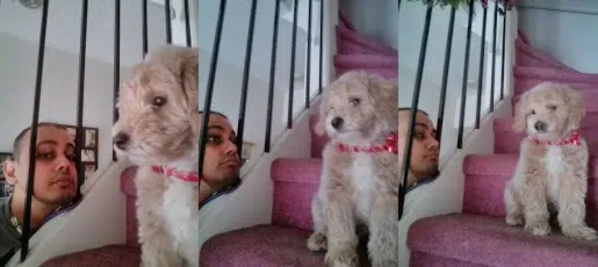 3 photos of a brown and white goldendoodle puppy on the stairs with a man looking at the puppy through the railing