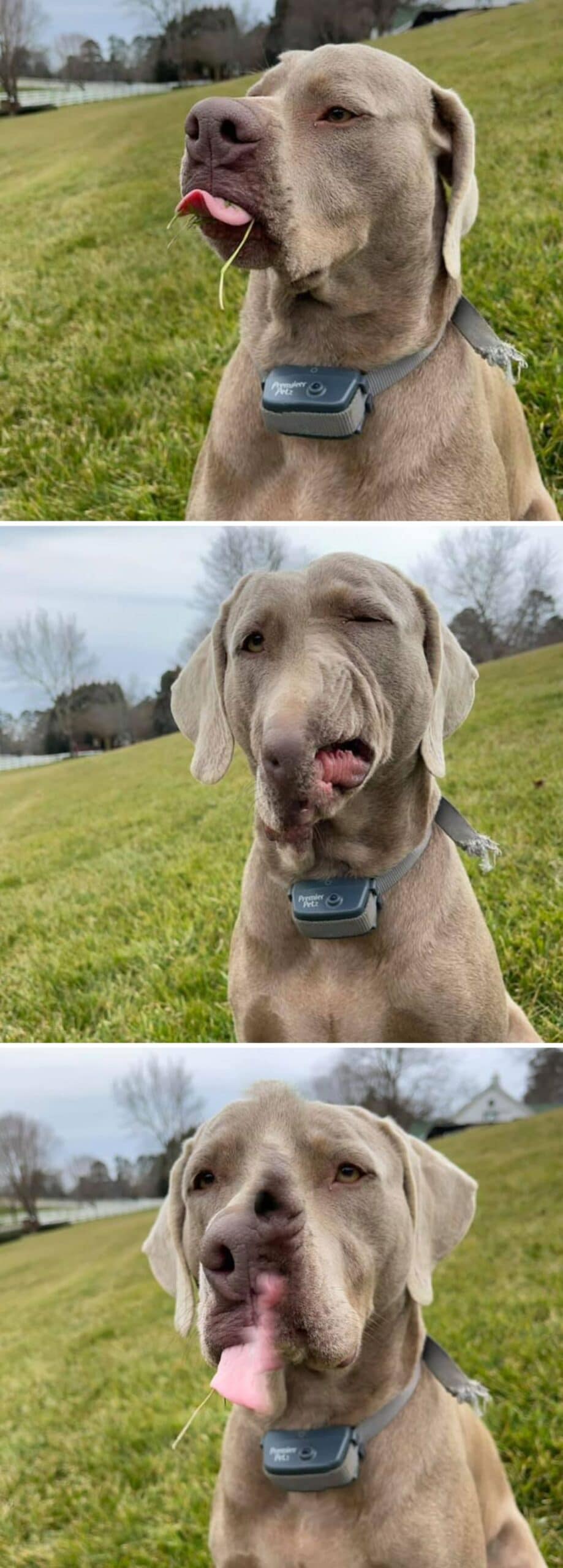 3 photos of a panoramic fail of grey dog in a field with a messed up face with multiple nostrils and a messed up mouth