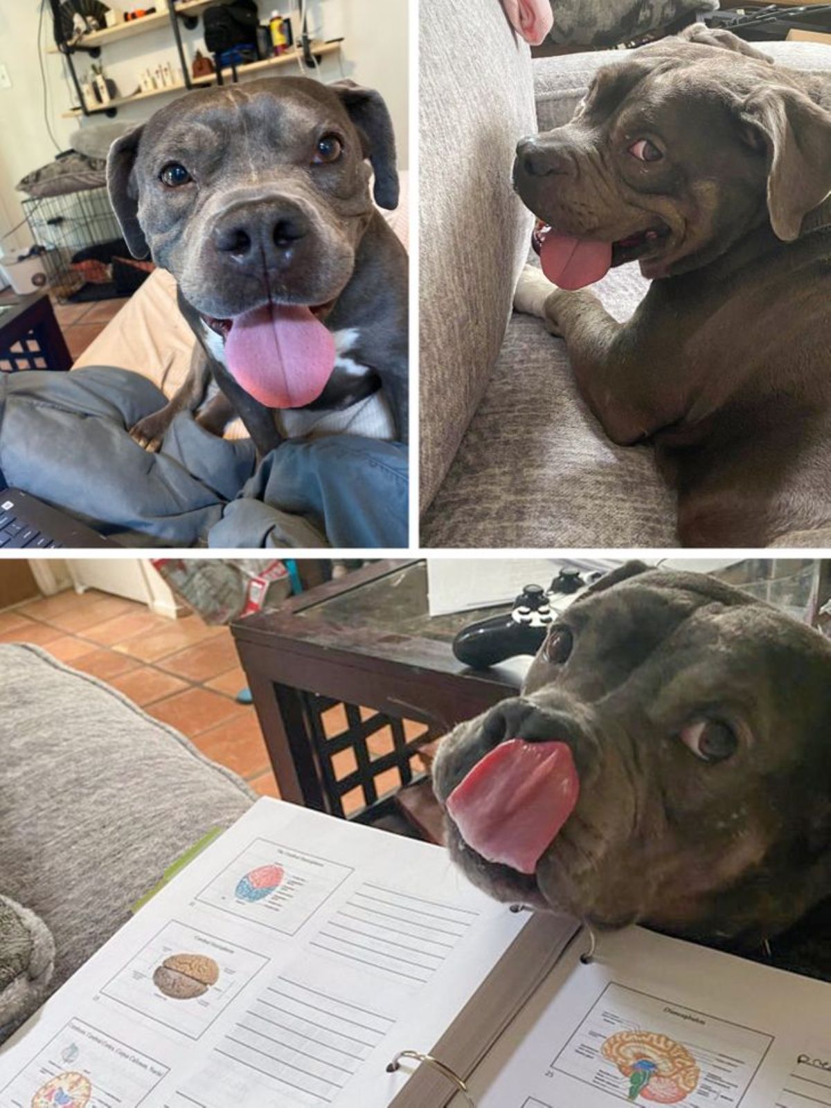 3 photos of a smiling grey and white pitbull