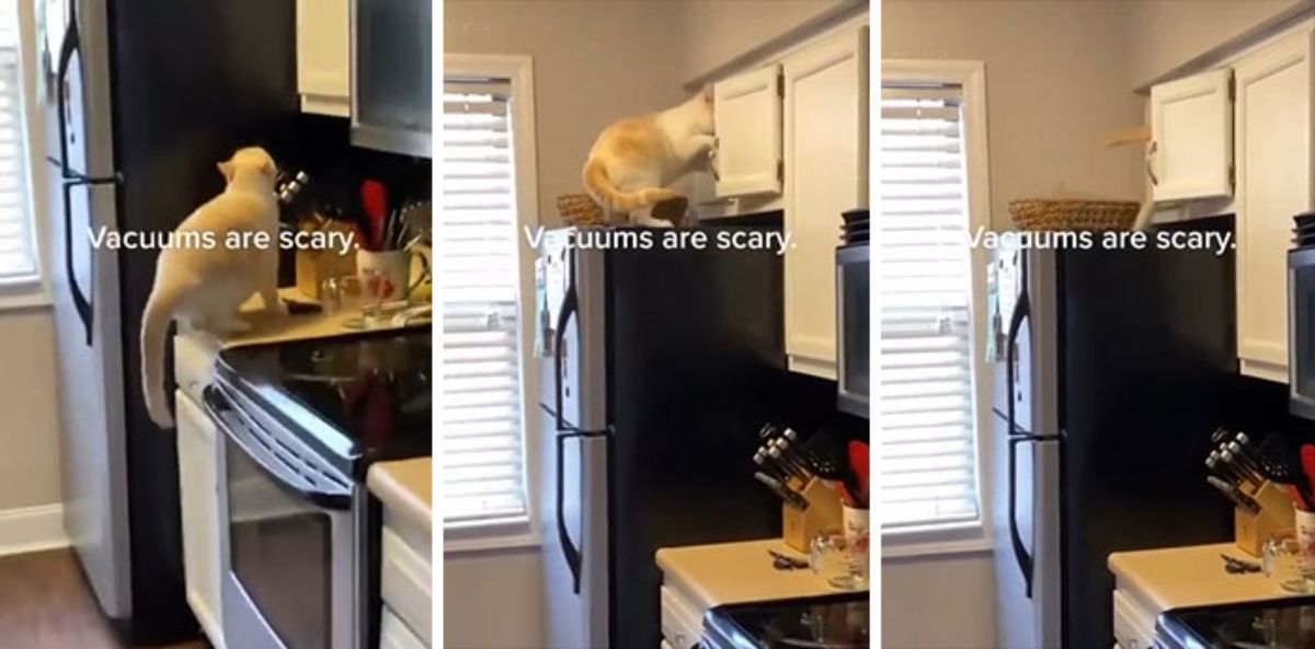3 photos of a white cat jumping up to hide in a white kitchen cabinet with a caption saying Vacuums are scary