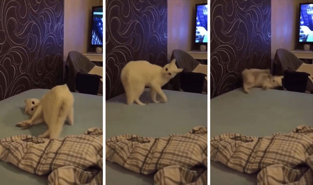 3 photos of a white cat walking on a green bed twisting around and then falling off