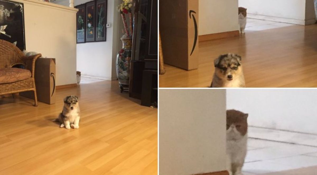 3 photos of an angry cat watching from behind a brown and white puppy
