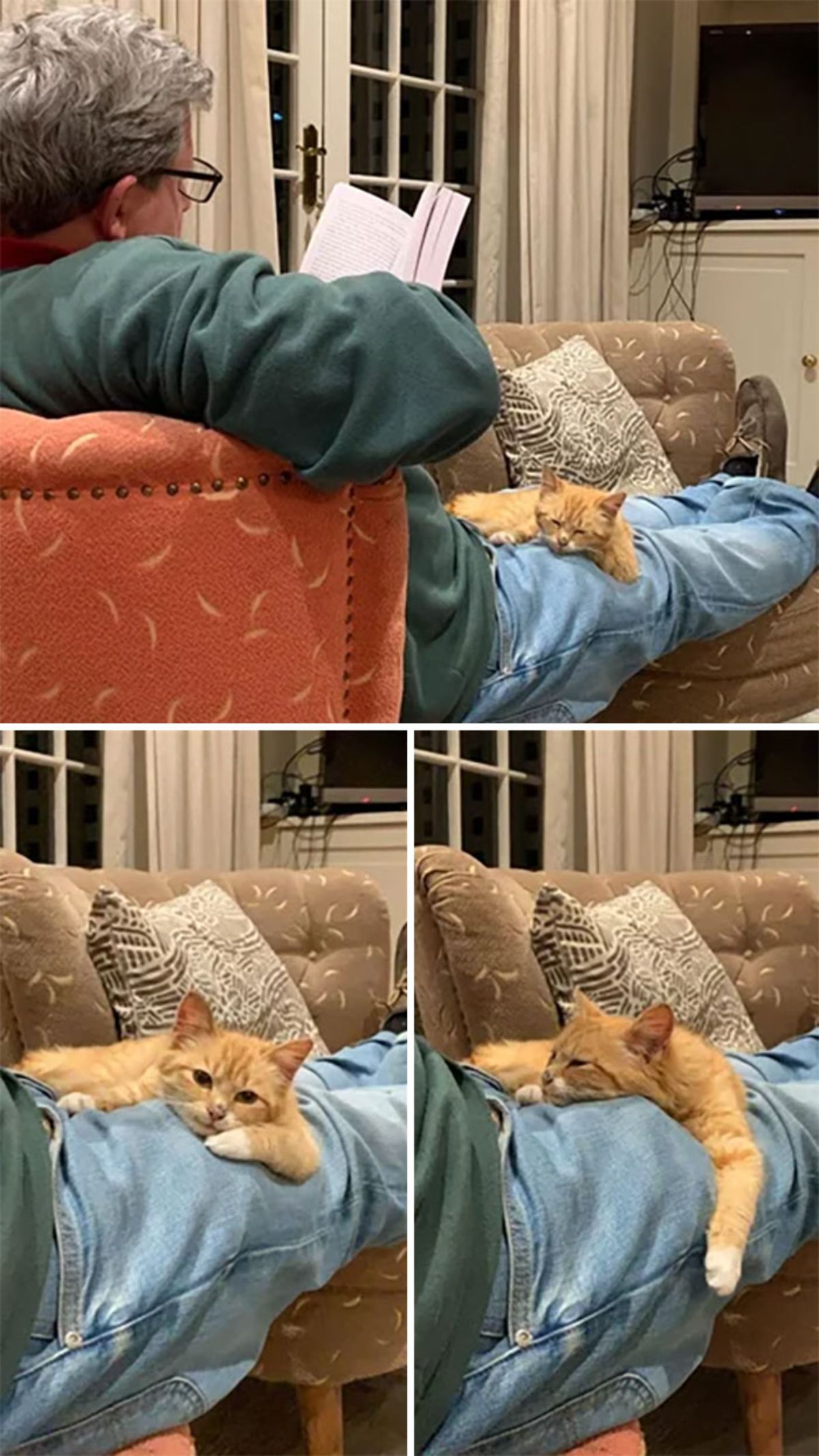 3 photos of an orange and white kitten laying on an old man's knee while he reads a book