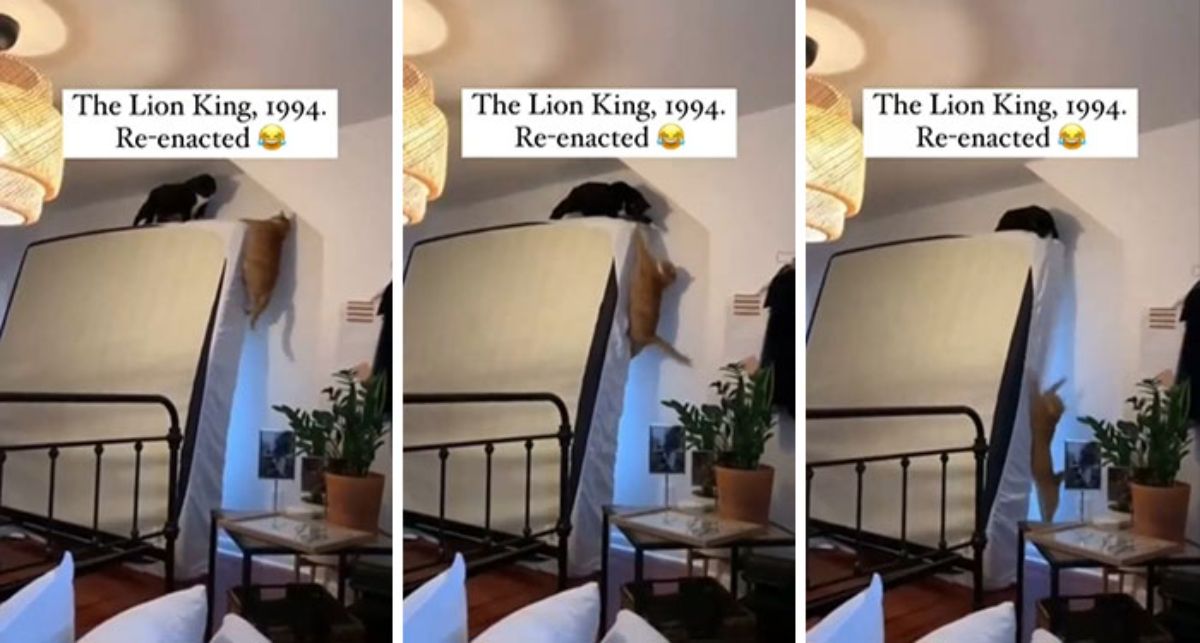 3 photos of an orange cat falling off of a mattress set against the wall with a black and white cat watching on with the caption The Lion King 1994 Re-enacted