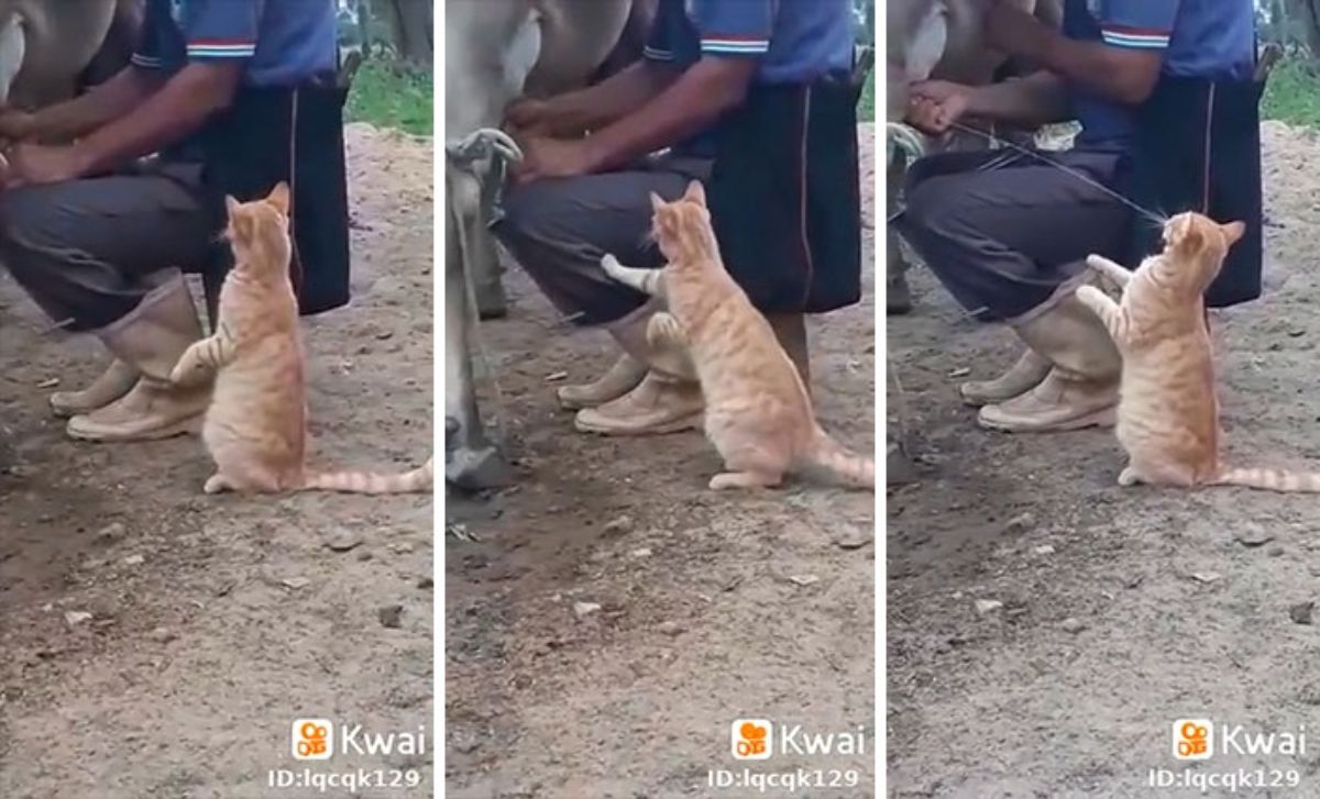 3 photos of an orange cat sitting up on its haunches next to a person