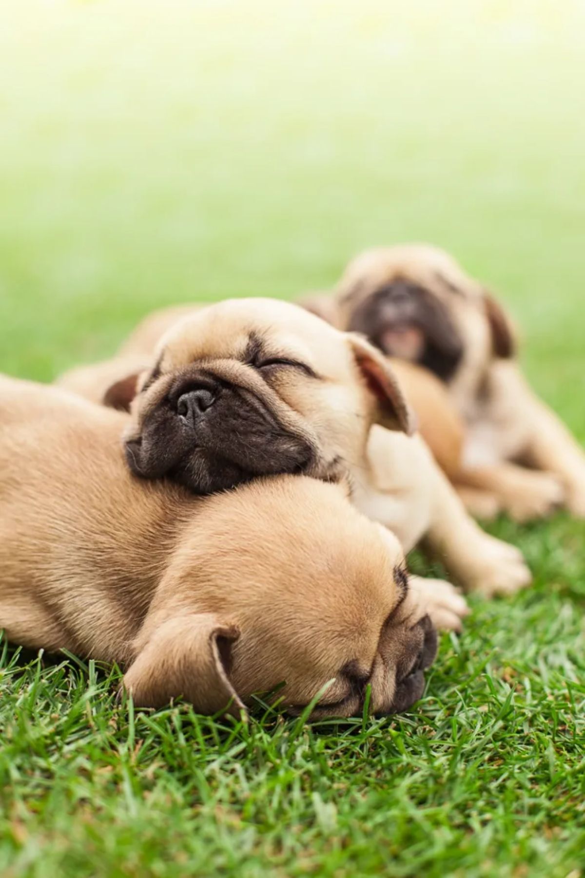 3 pug puppies sleeping cuddled together on grass
