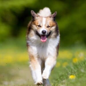 Brown-white dog running on meadow