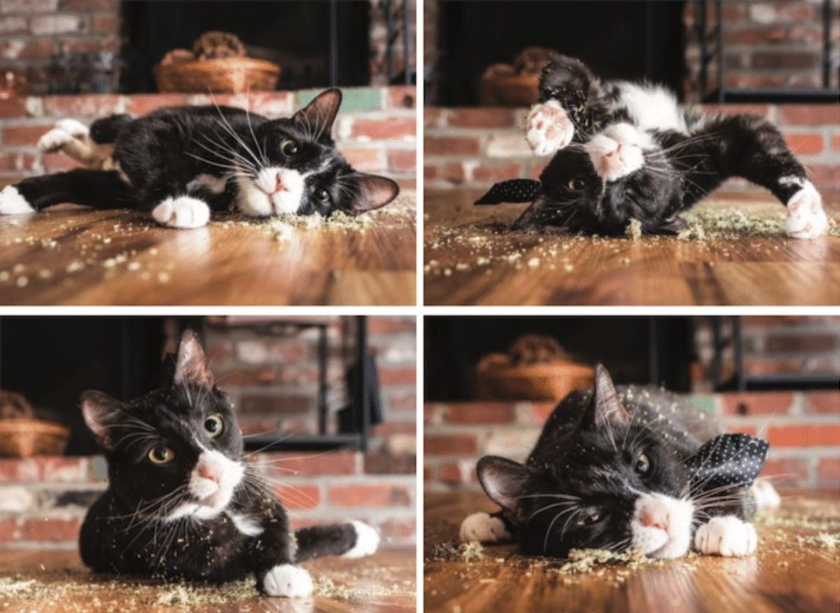 4 photos of a black and white cat playing with catnip on the floor