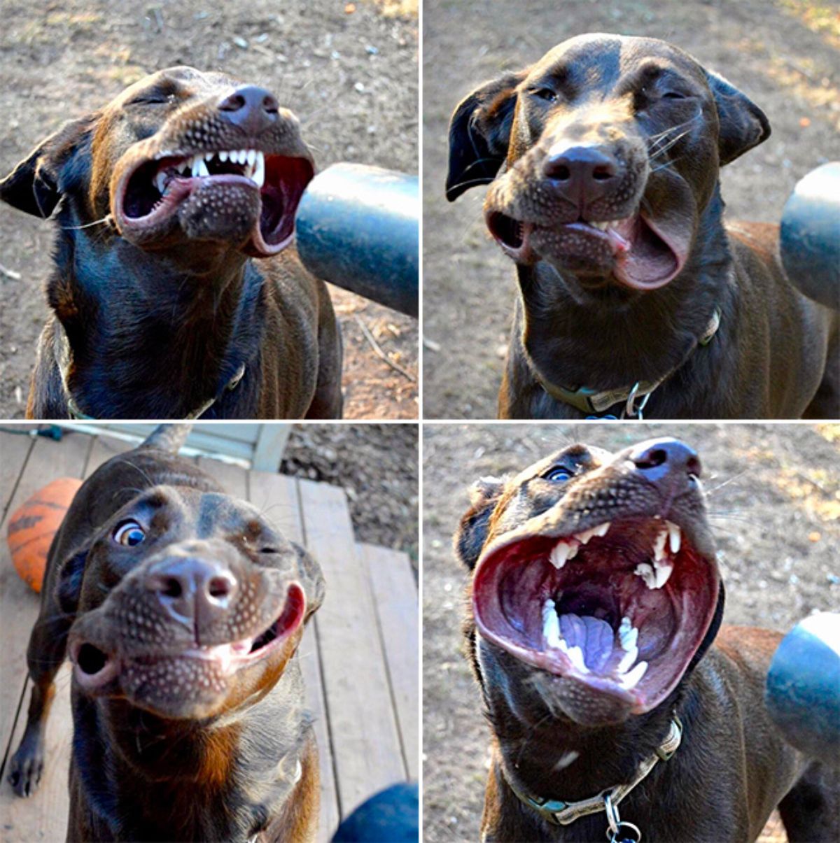 4 photos of a black dog havin the lips blown back with a leaf blower
