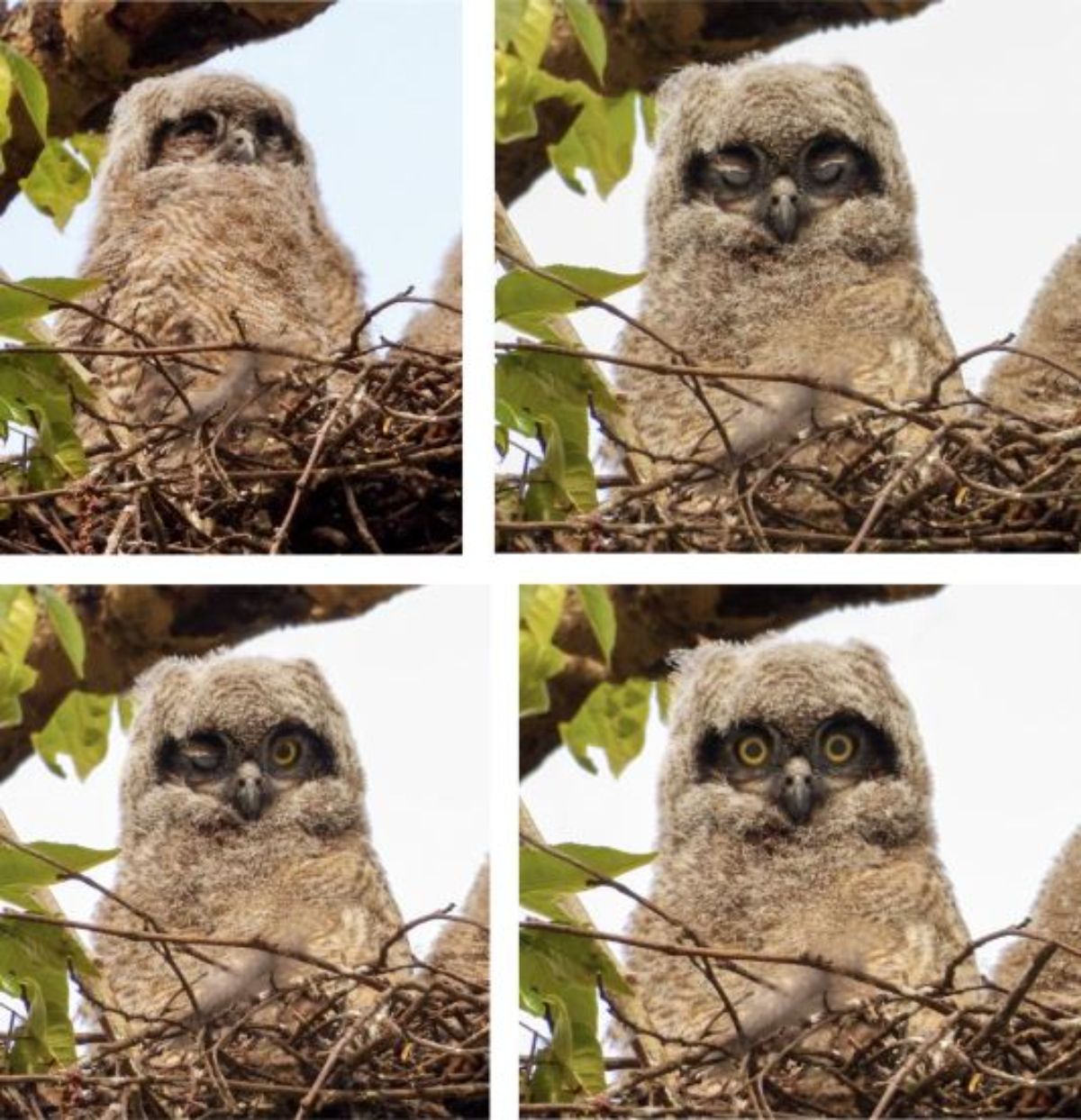 4 photos of a brown and black owlet sitting in a nest
