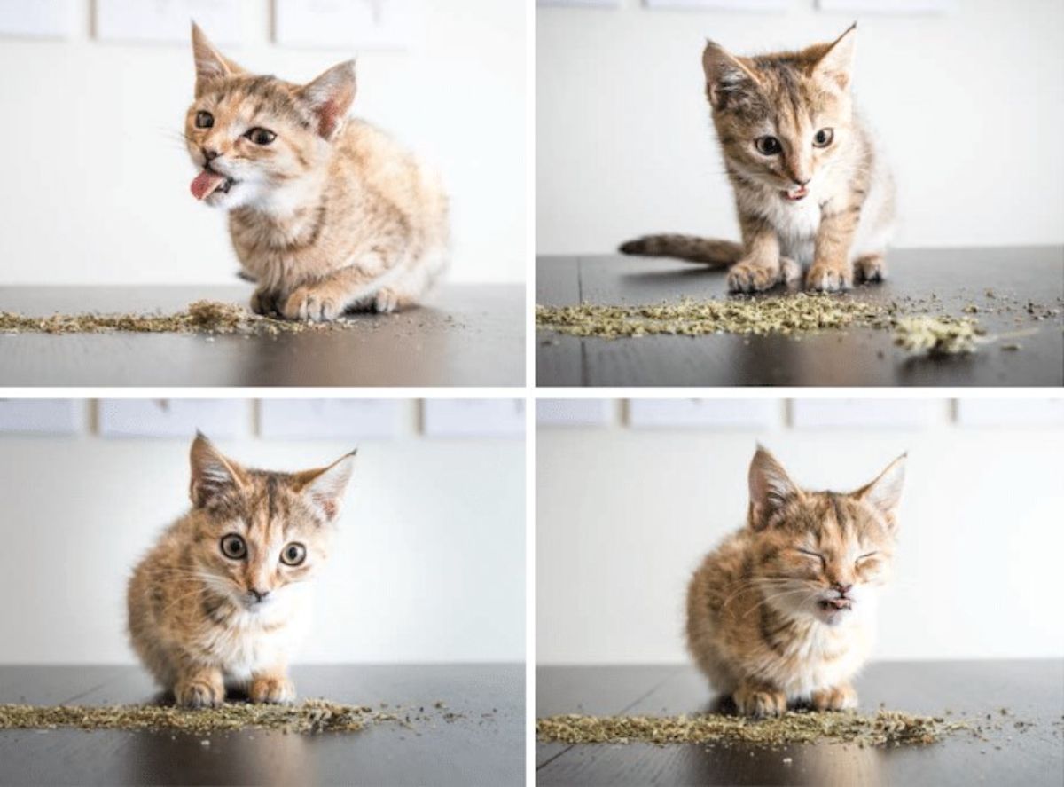 4 photos of a brown and white kitten playing with catnip