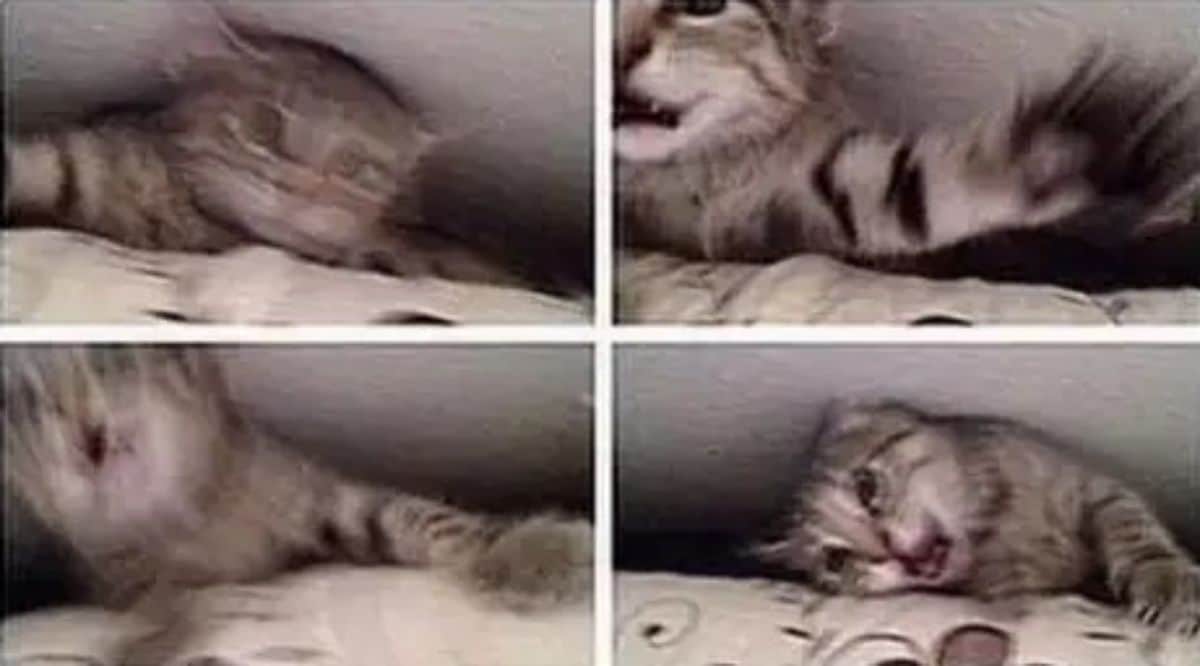 4 photos of a grey and black tabby cat panicking after falling into the gap between the bed and the wall