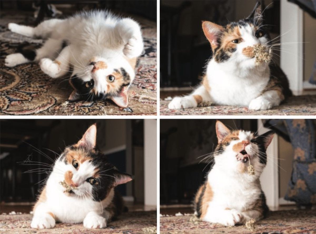 4 photos of a white black and orange cat playing with catnip
