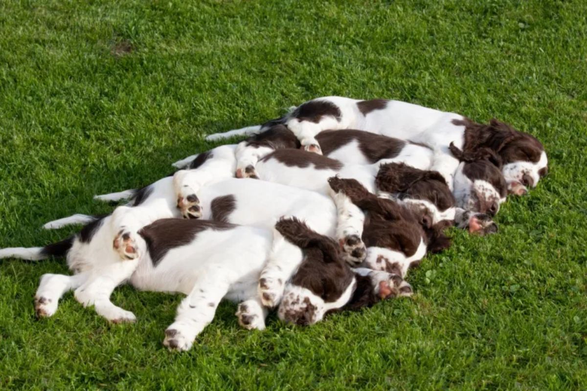 5 brown and white english springer spaniels sleeping on grass lined up together